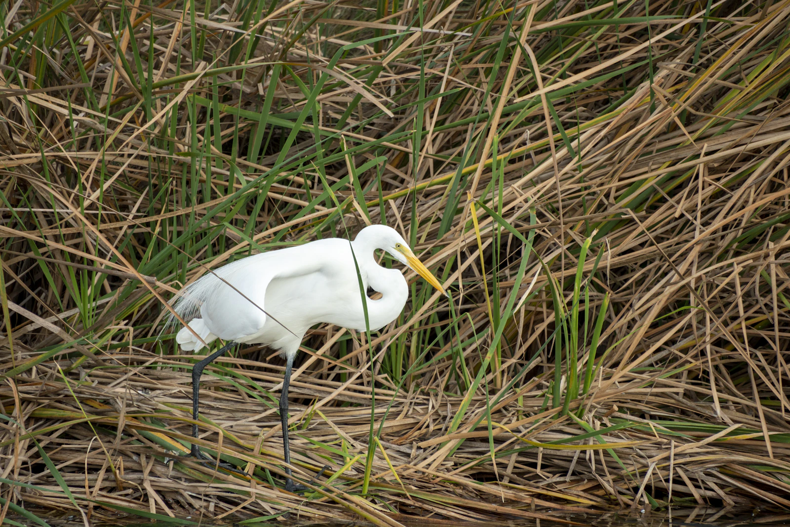 South Padre Island, Texas photo 24 by Aleksandar Popovski