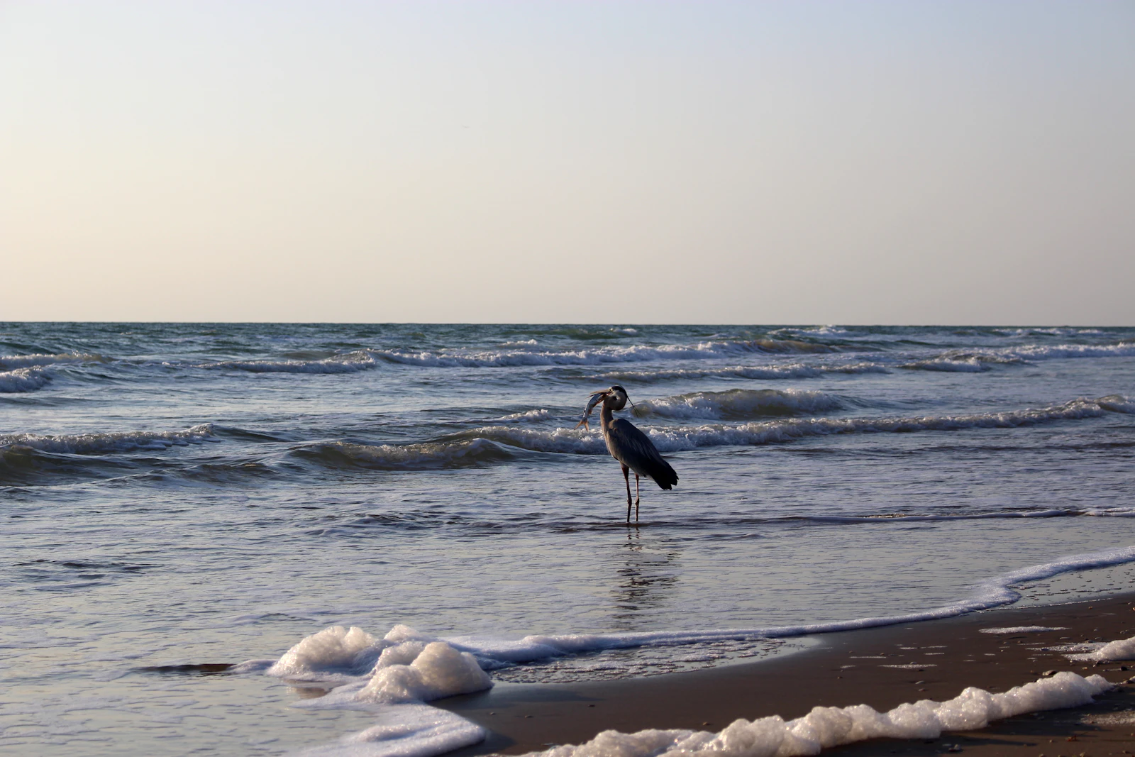 South Padre Island, Texas photo 13 by Anna Brown