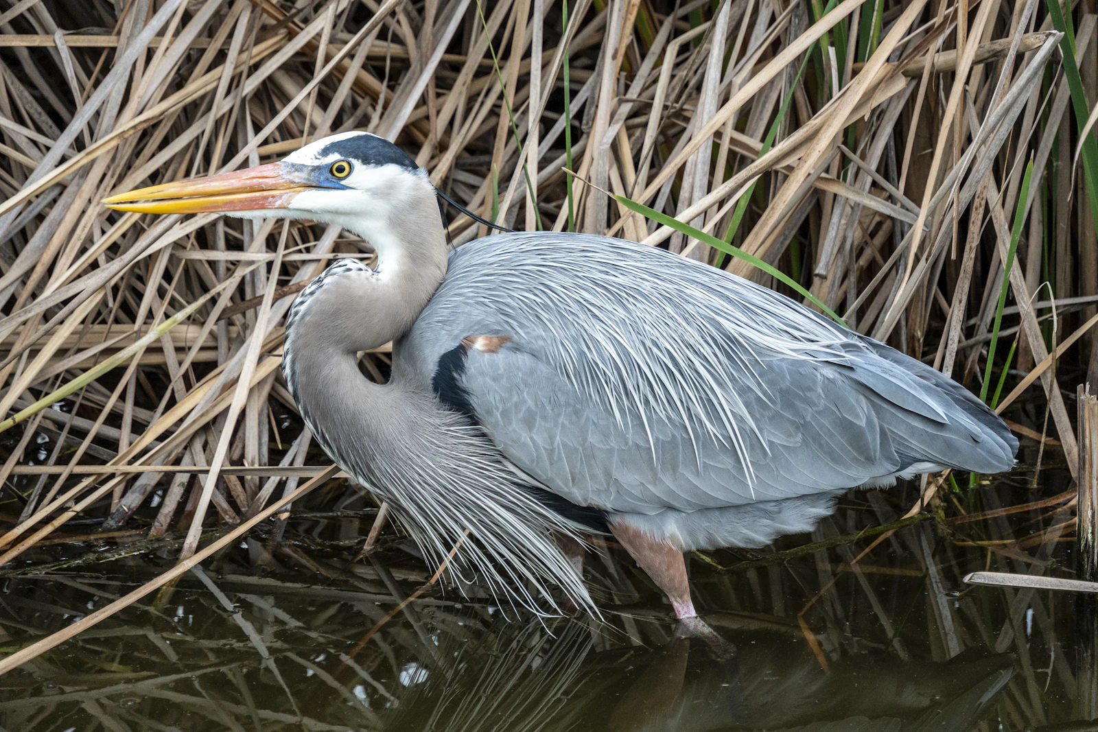 South Padre Island, Texas photo 25 by Aleksandar Popovski