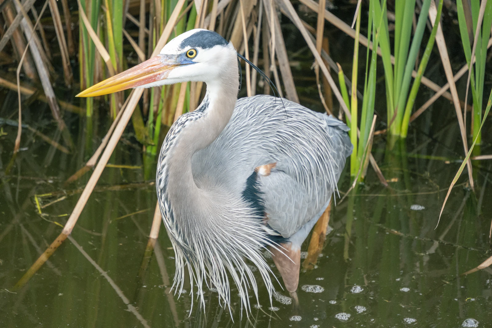 South Padre Island, Texas photo 22 by Aleksandar Popovski