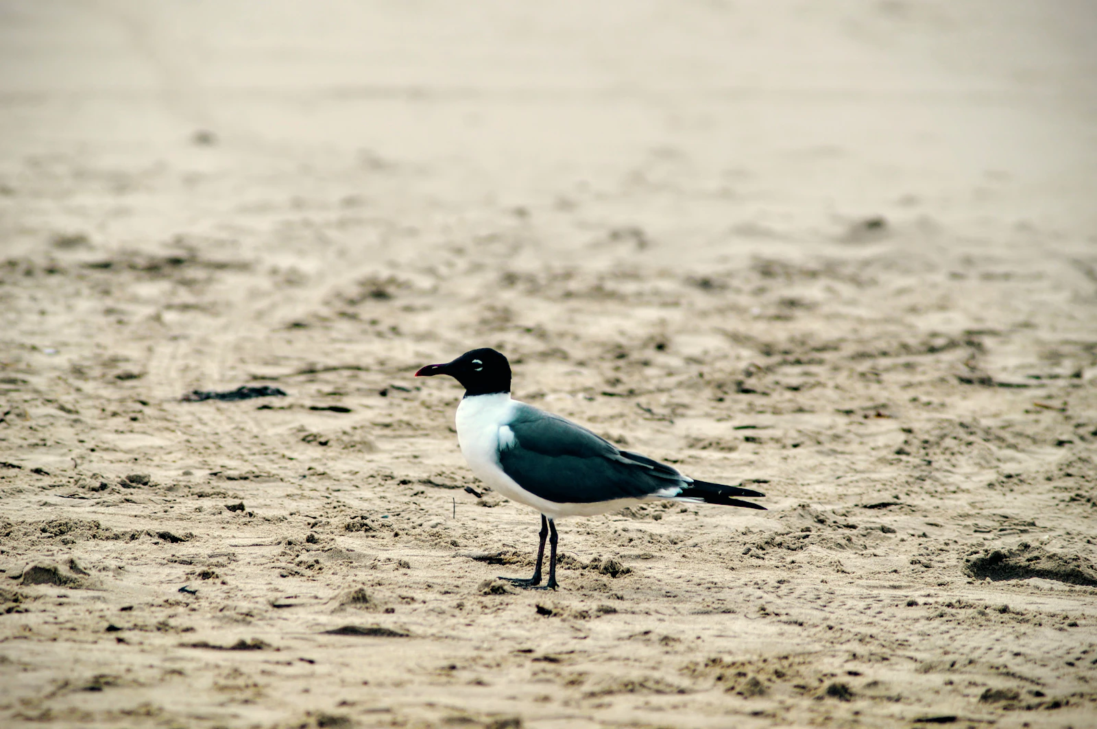 South Padre Island, Texas photo 12 by Aleksandar Popovski