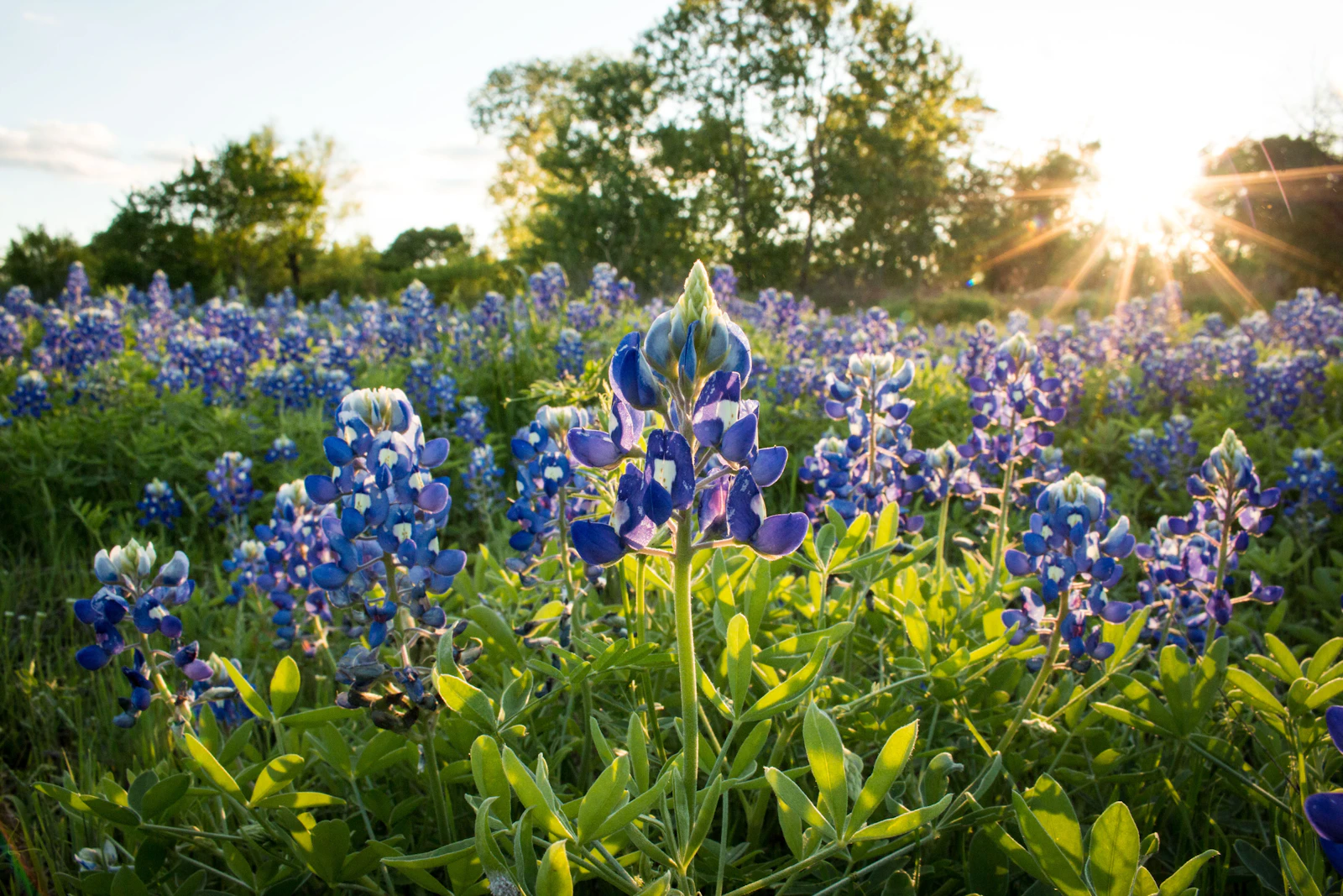 Waco, Texas photo 21 by Matthew Lancaster