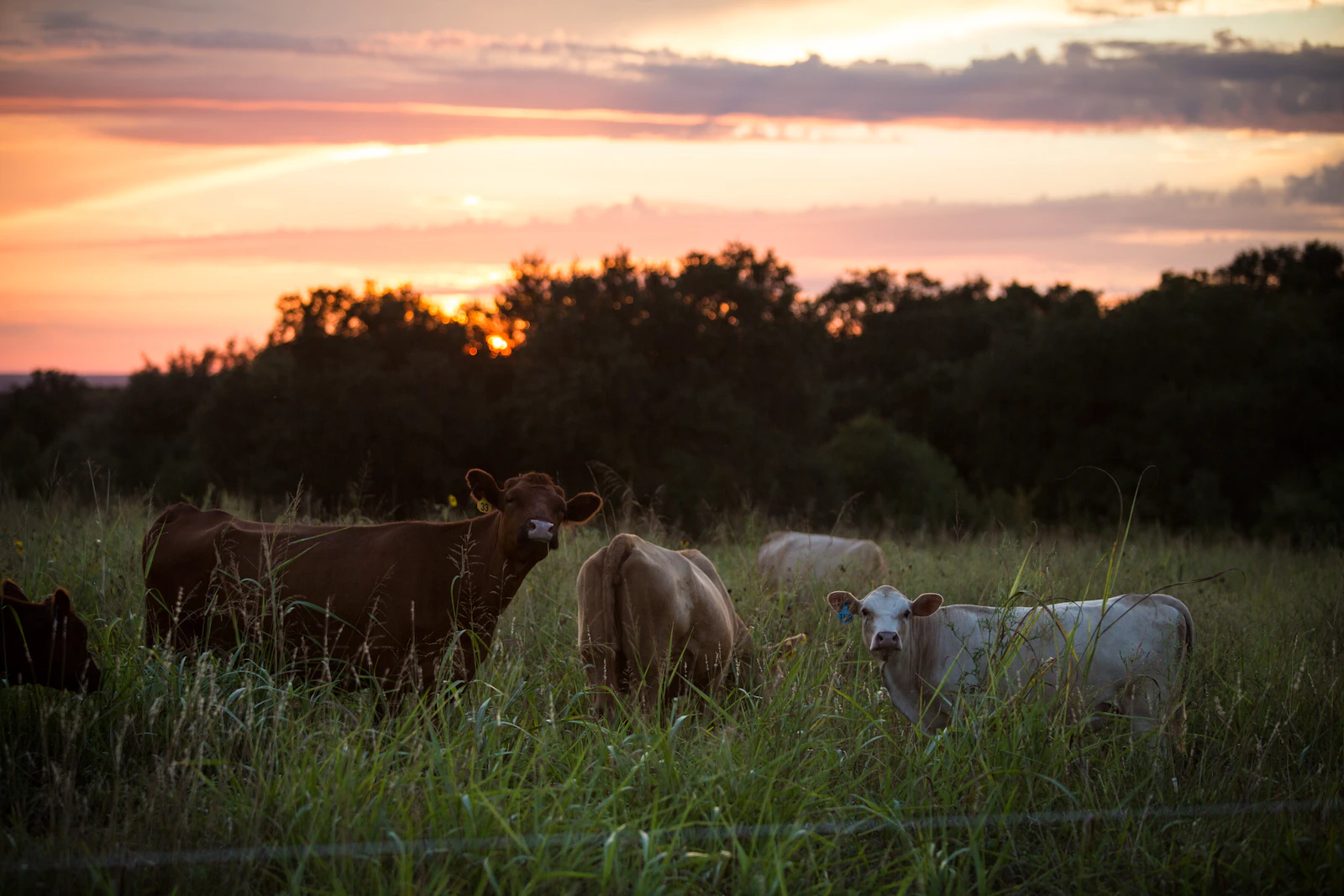 Waco, Texas photo 20 by Matthew Lancaster