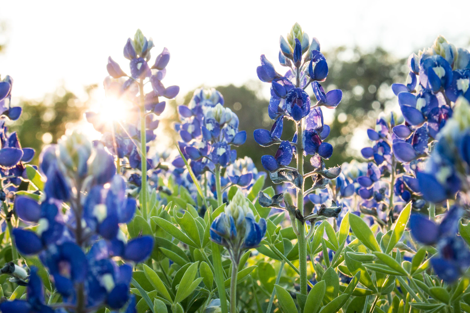 Waco, Texas photo 23 by Matthew Lancaster