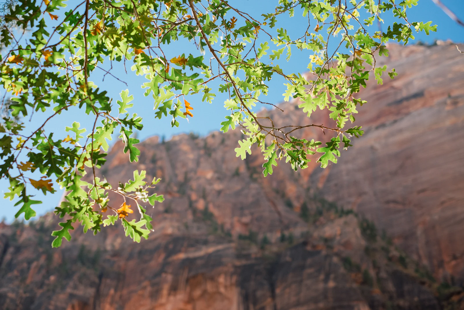 Springdale, Utah photo 24 by PJ Gal-Szabo