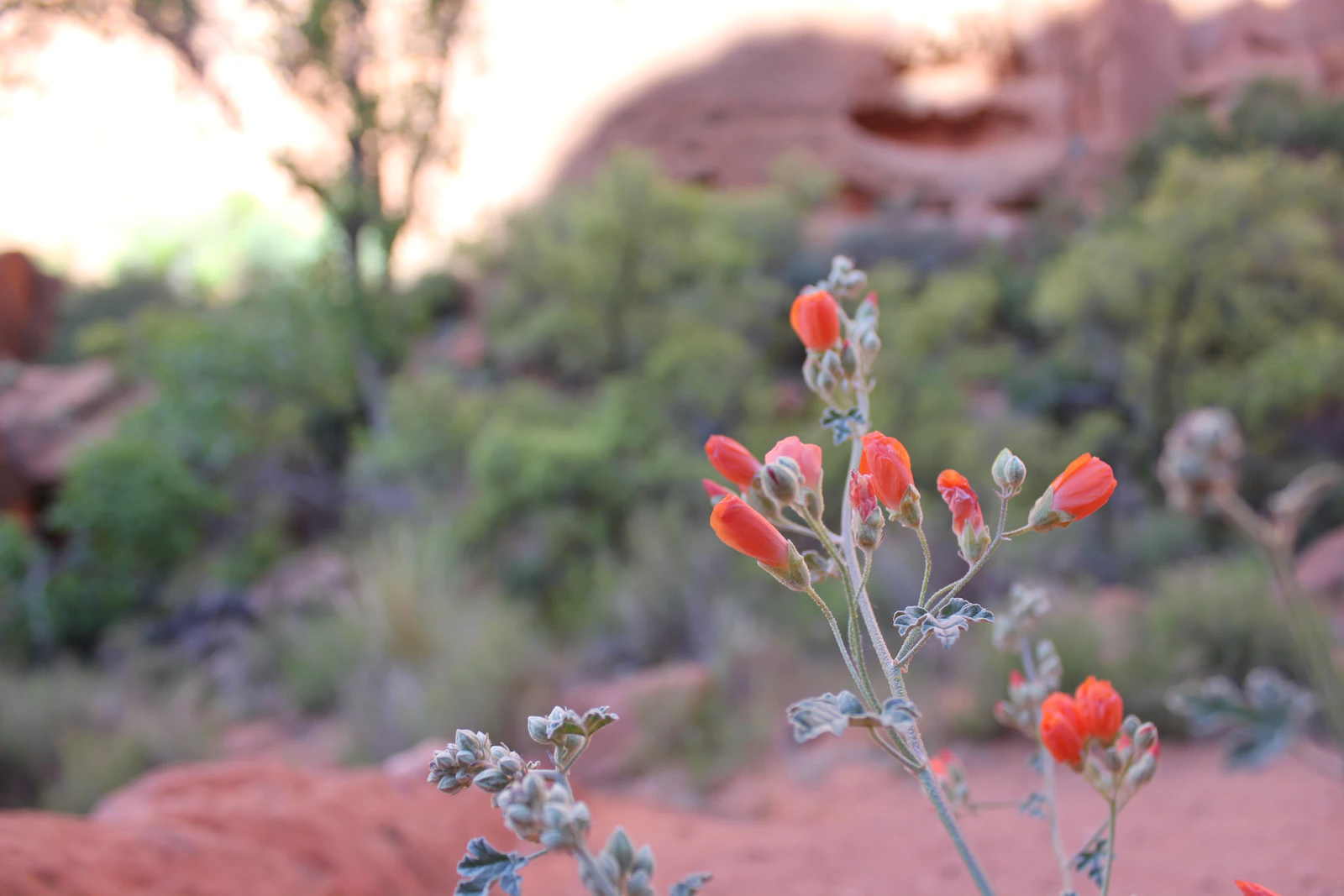 St. George, Utah photo 13 by Chris Kofoed