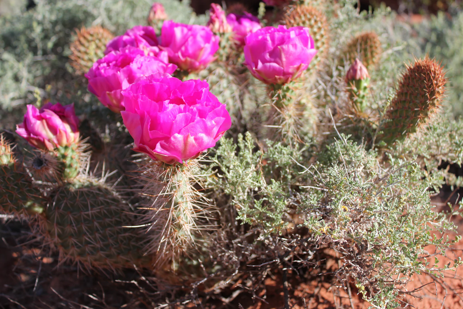 St. George, Utah photo 14 by Chris Kofoed