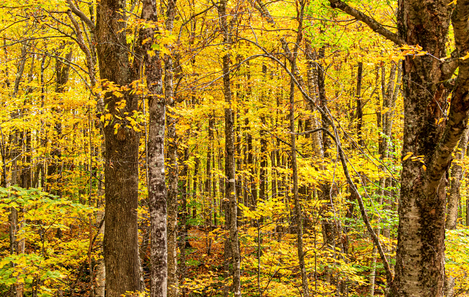 Burlington, Vermont photo 15 by Prateek Pisat