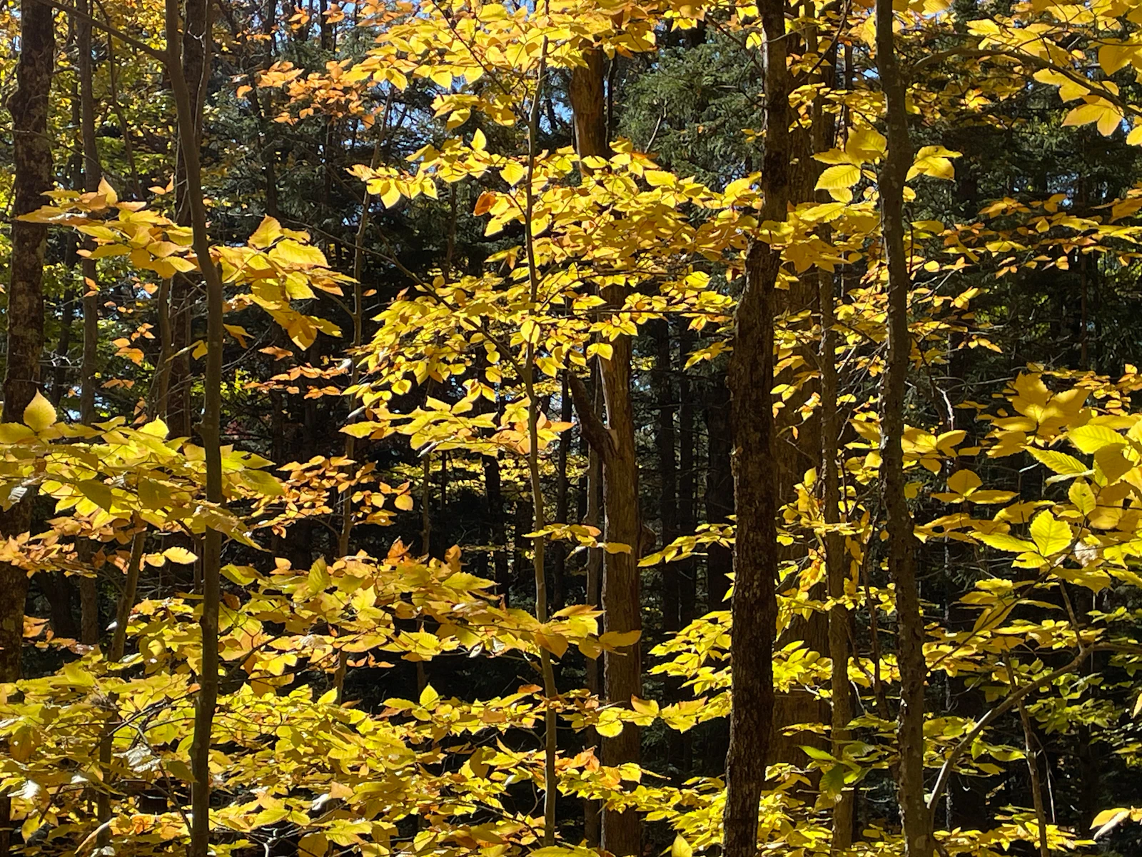 Stowe, Vermont photo 12 by Peter Vernezze