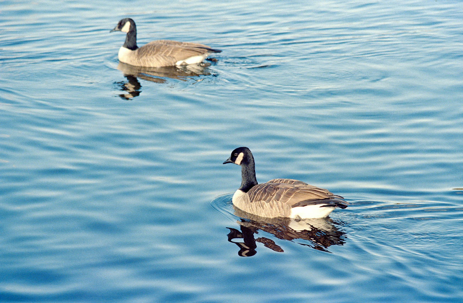 Alexandria, Virginia photo 23 by Mark Stenglein