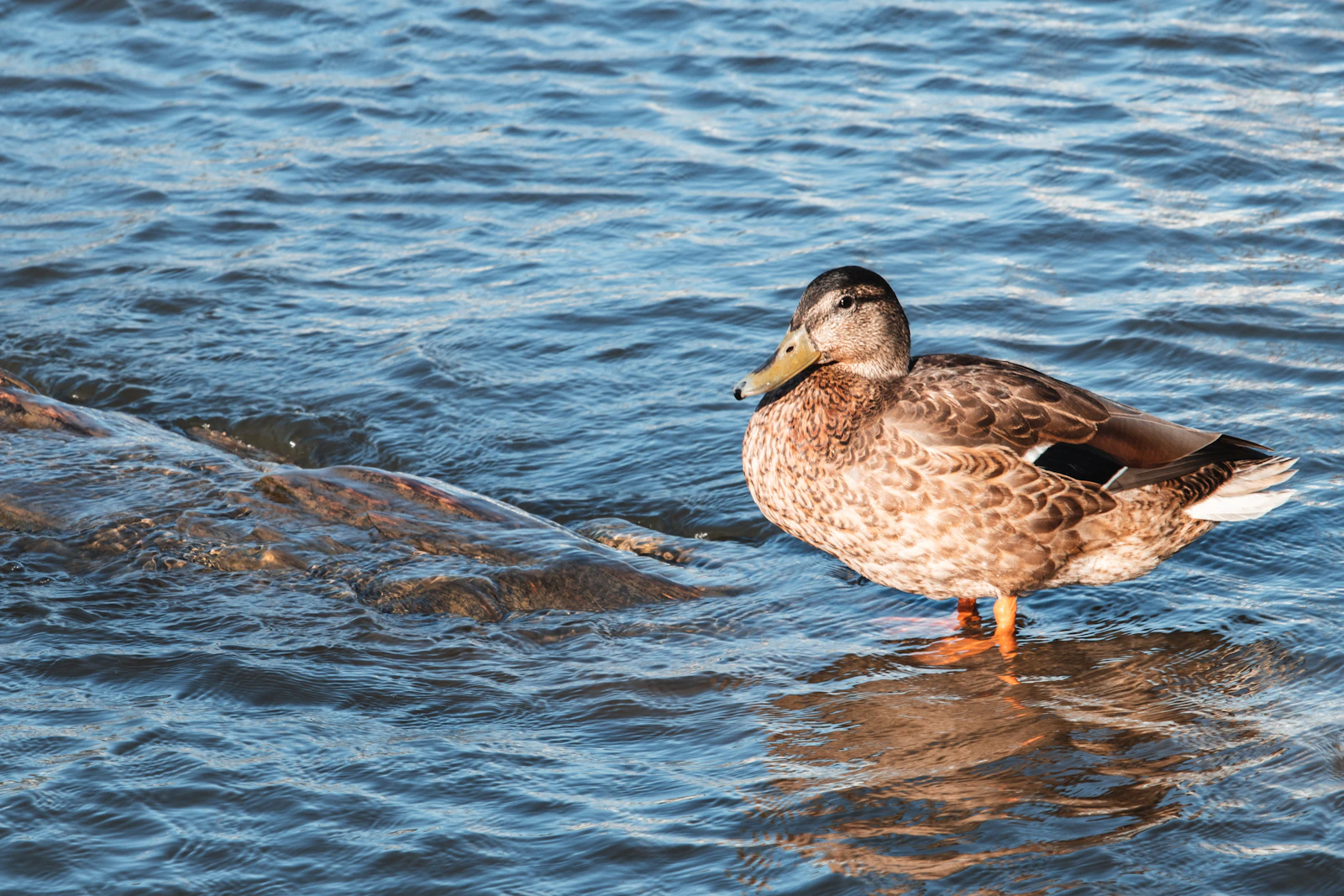 Alexandria, Virginia photo 21 by Thais Barros