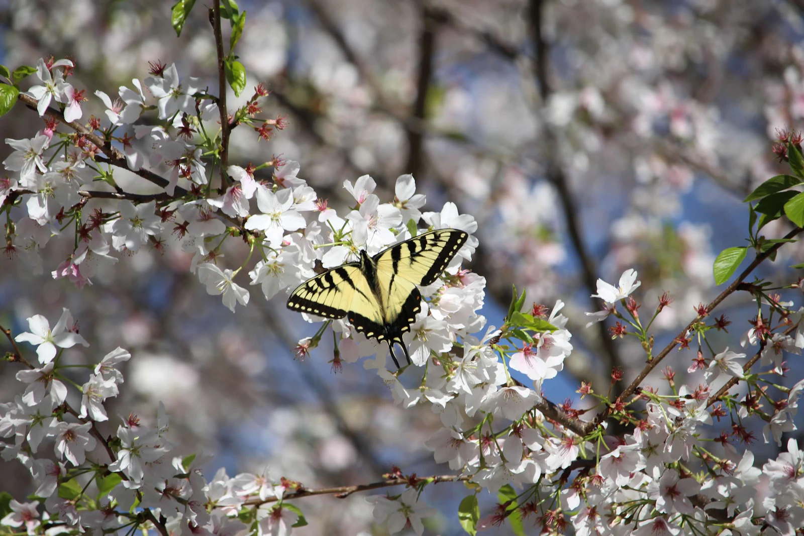 Charlottesville, Virginia photo 27 by B Cole