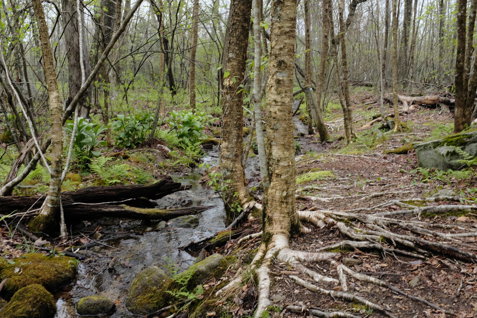 Luray, Virginia photo 14 by Girma Nigusse