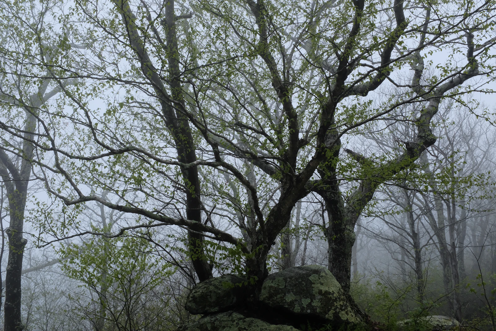 Luray, Virginia photo 13 by Girma Nigusse