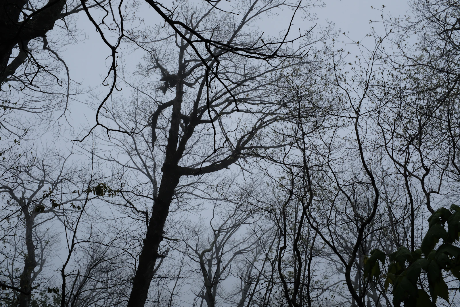 Luray, Virginia photo 17 by Girma Nigusse