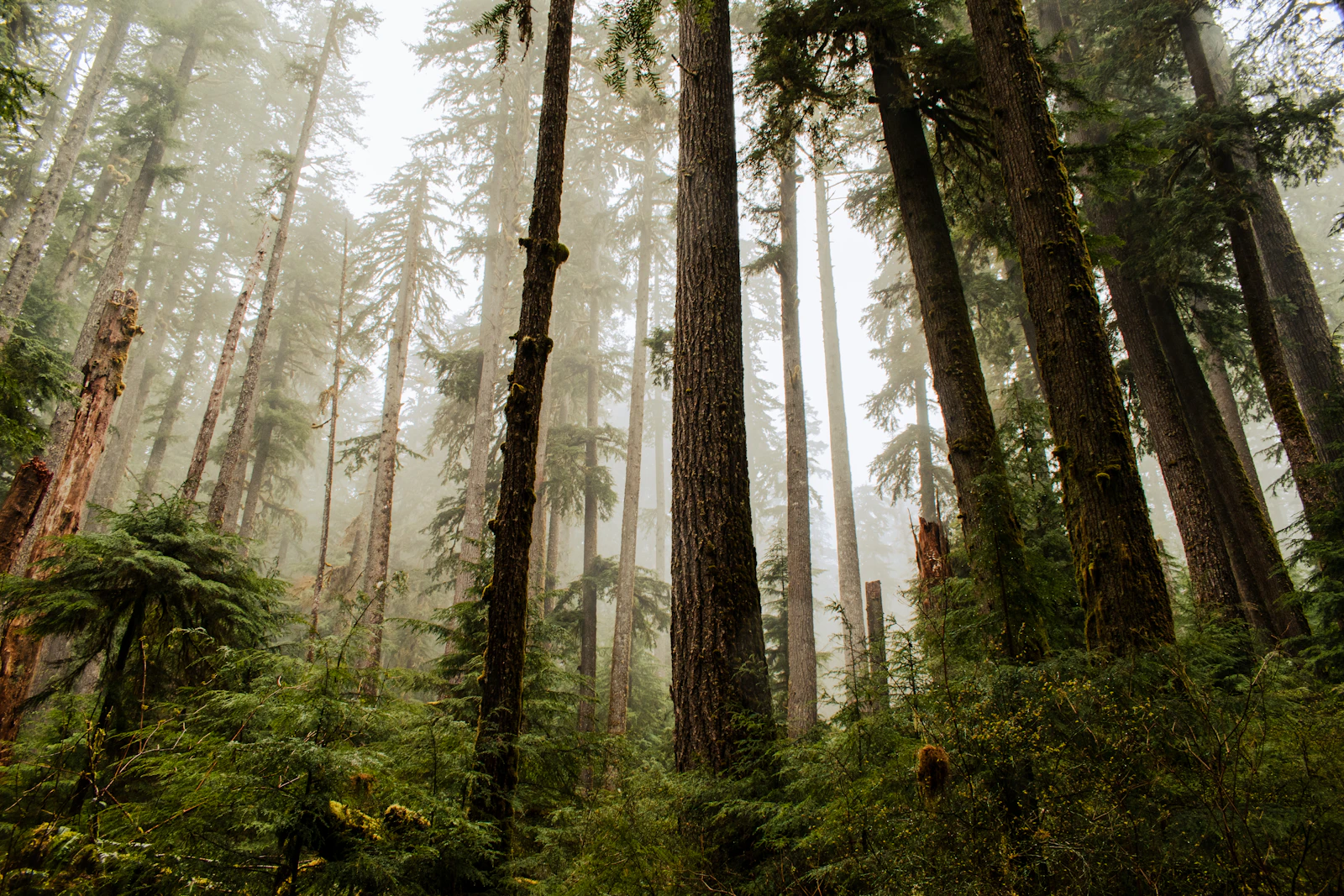 Port Angeles, Washington photo 4 by Jacob Castle