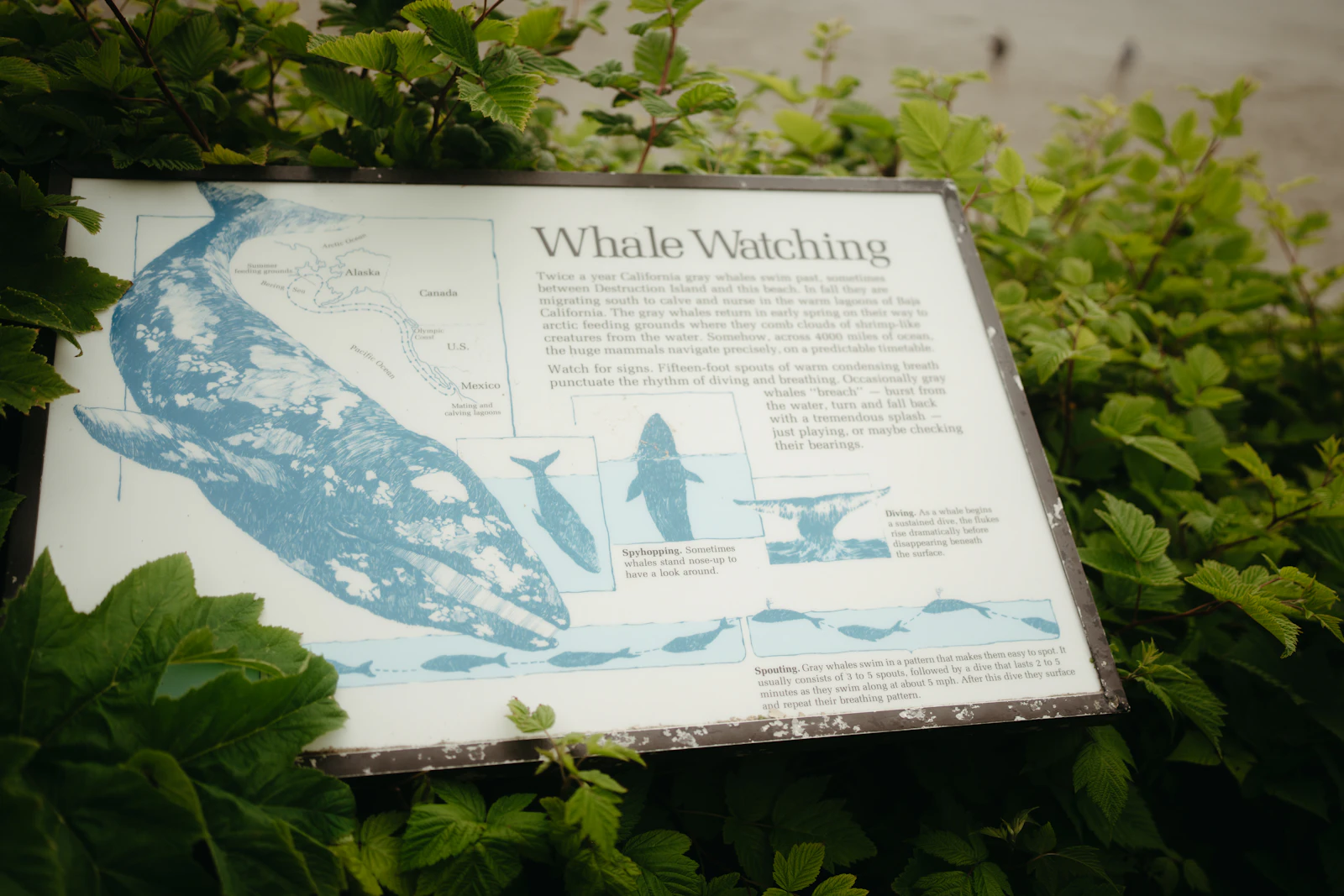 Walla Walla, Washington photo 29 by Micah & Sammie Chaffin