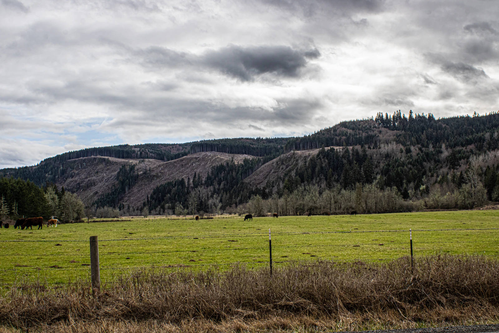 Walla Walla, Washington photo 13 by Peter Robbins