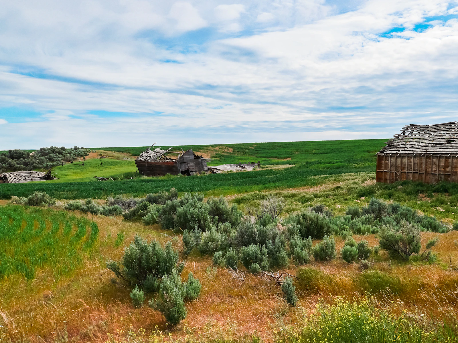Walla Walla, Washington photo 10 by Theo Bickel