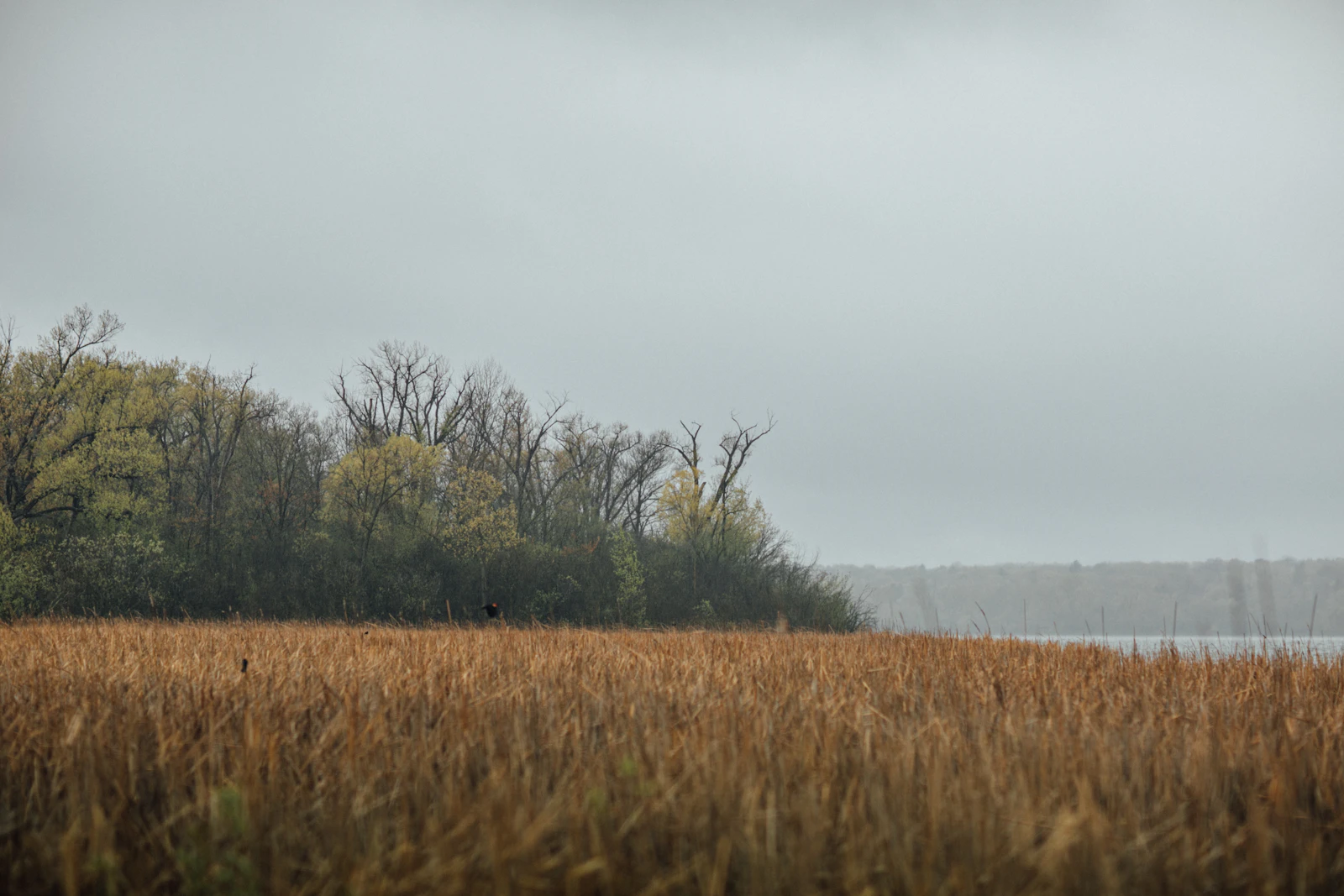 Madison, Wisconsin photo 16 by Maddy Hunt