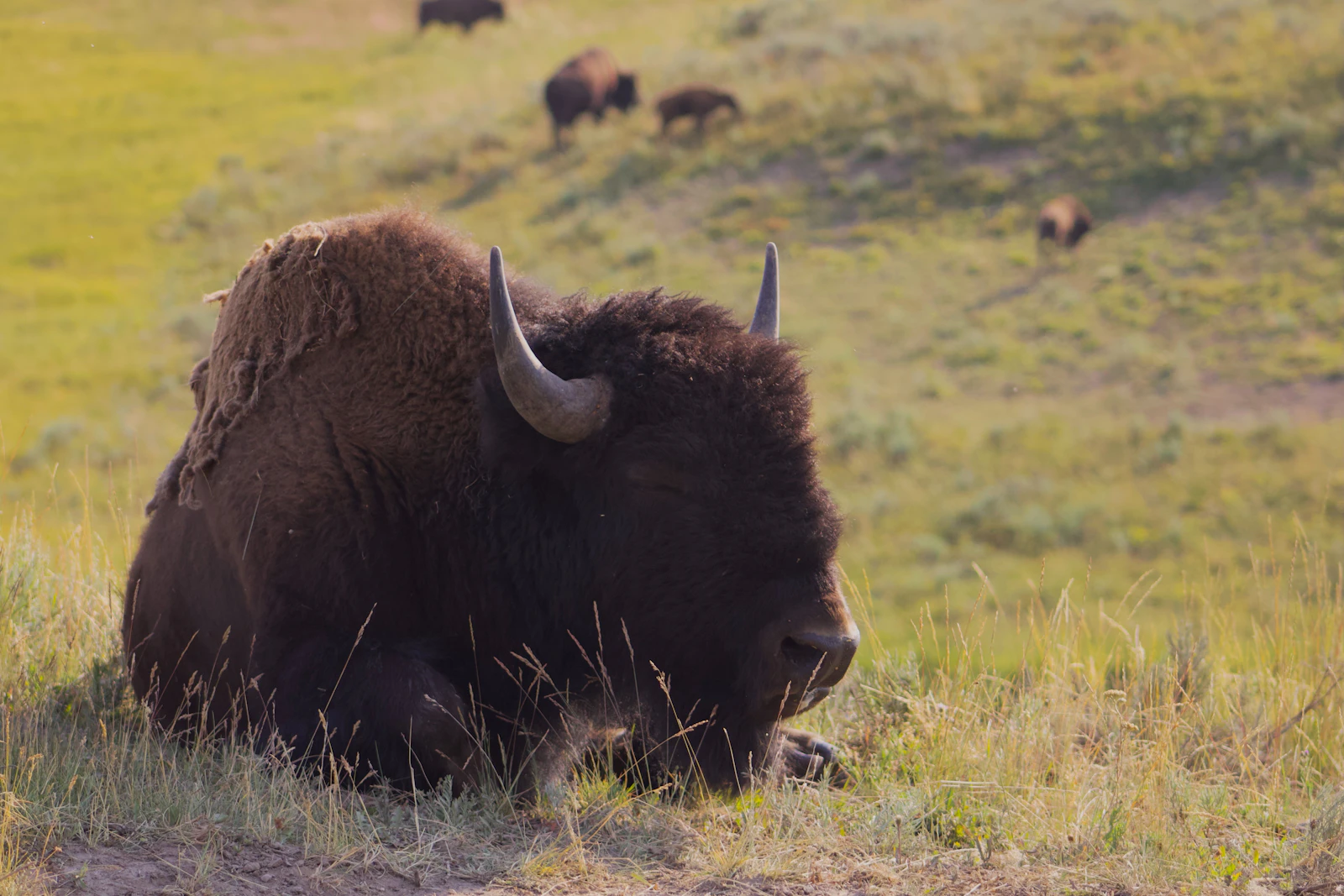 Cody, Wyoming photo 5 by Yvette Serrano
