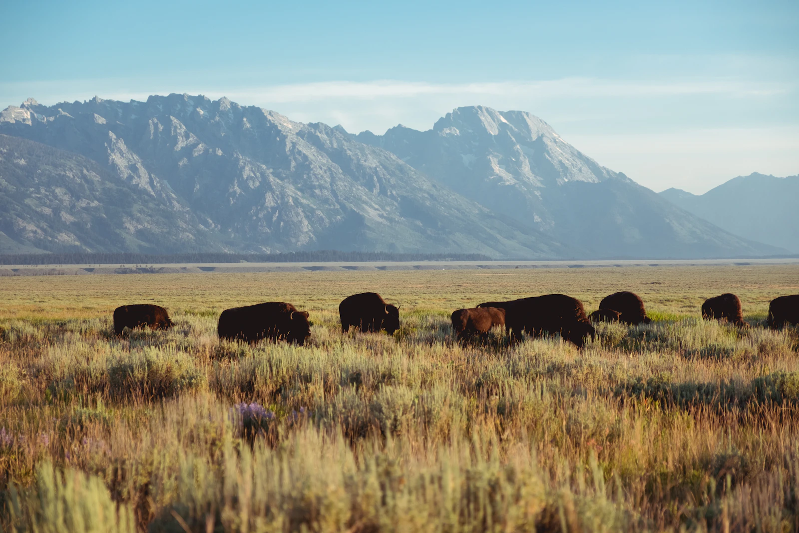 Jackson, Wyoming photo 4 by Nick Dunlap
