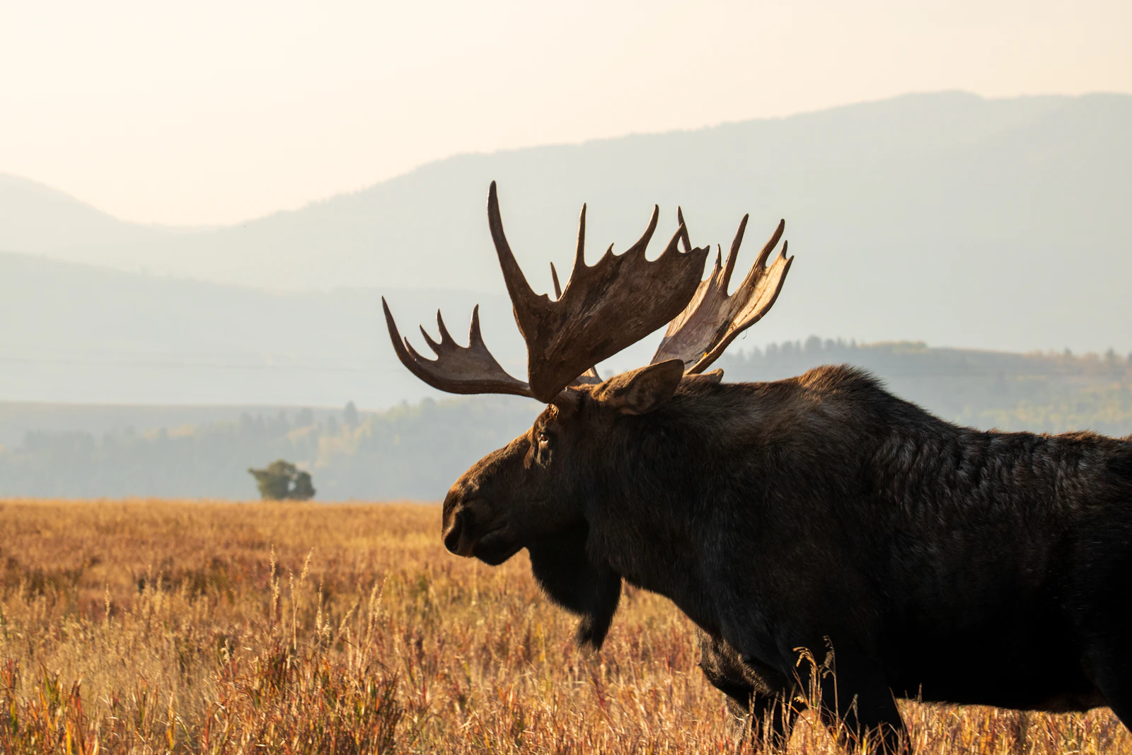 Jackson, Wyoming photo 7 by Cora Leach