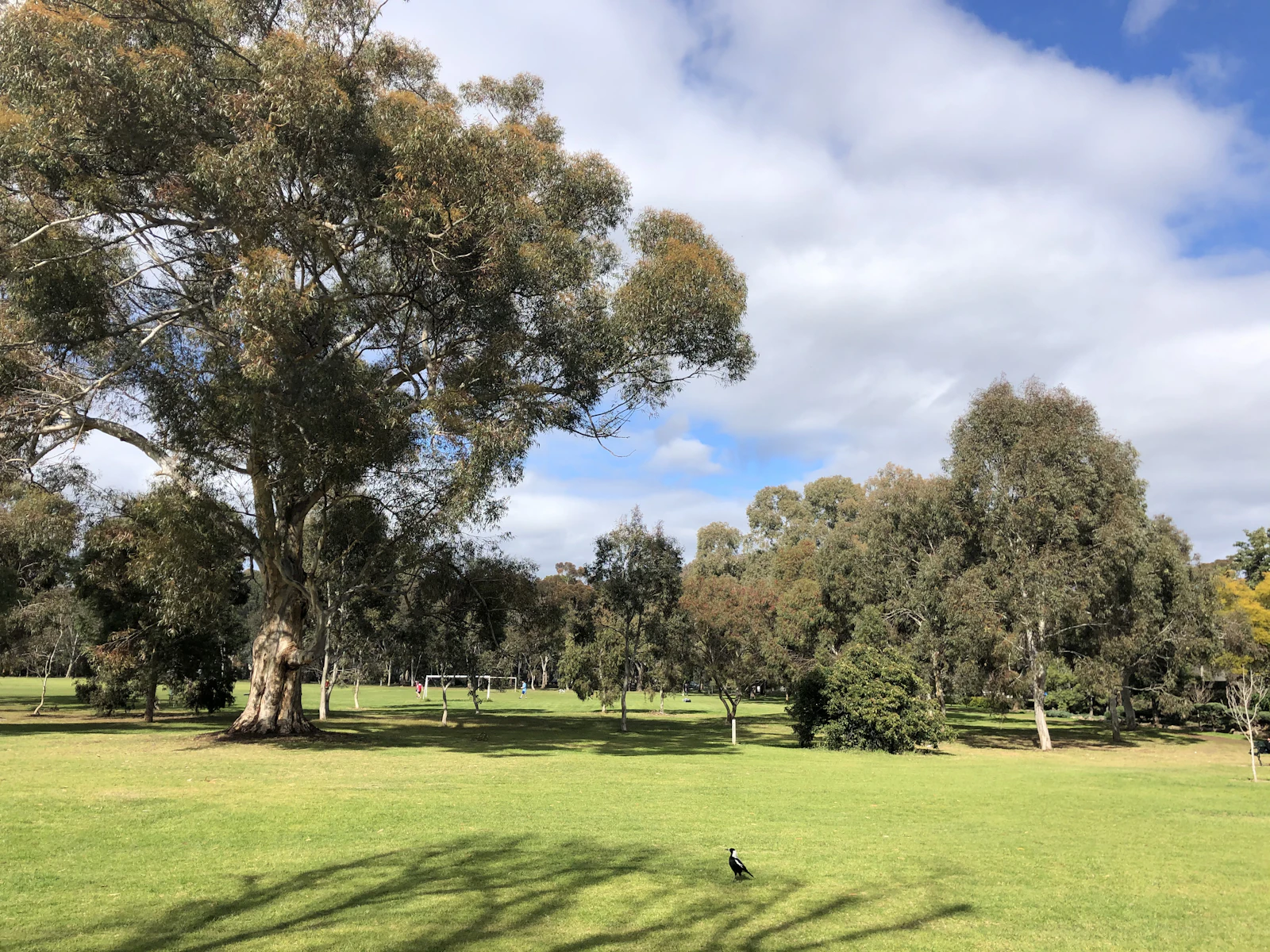 Adelaide, Australia photo 30 by Pierre-Henry Soria