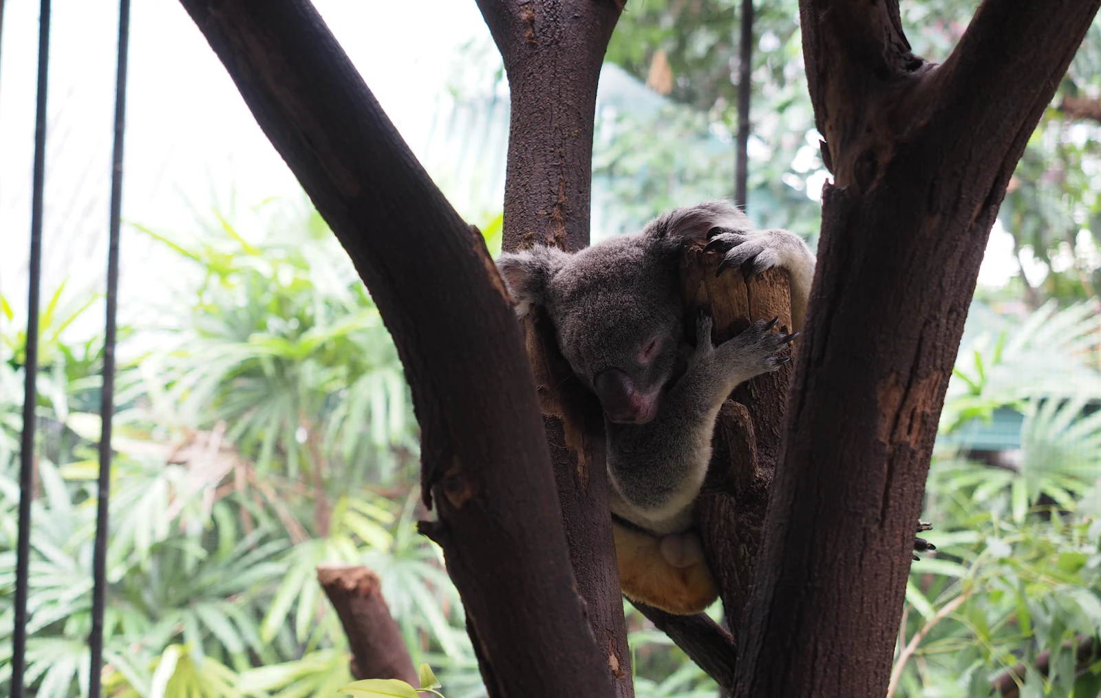 Cairns, Australia photo 18 by Shino Nakamura