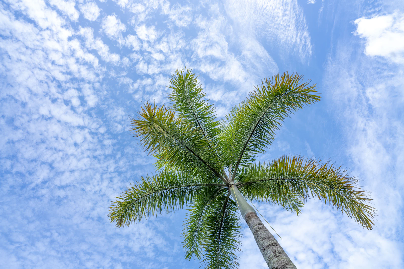 Cairns, Australia photo 19 by Recal Media
