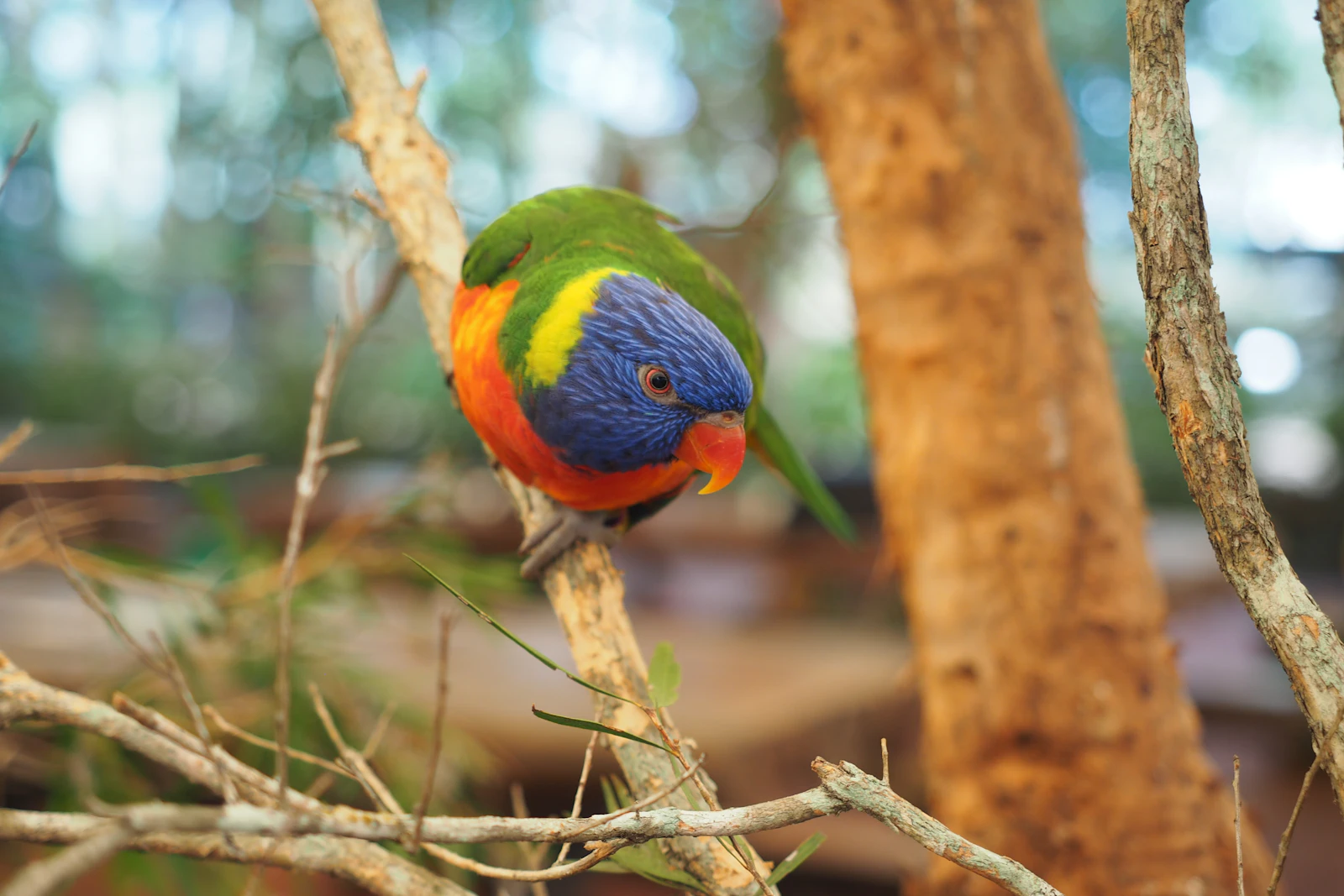 Cairns, Australia photo 25 by Shino Nakamura
