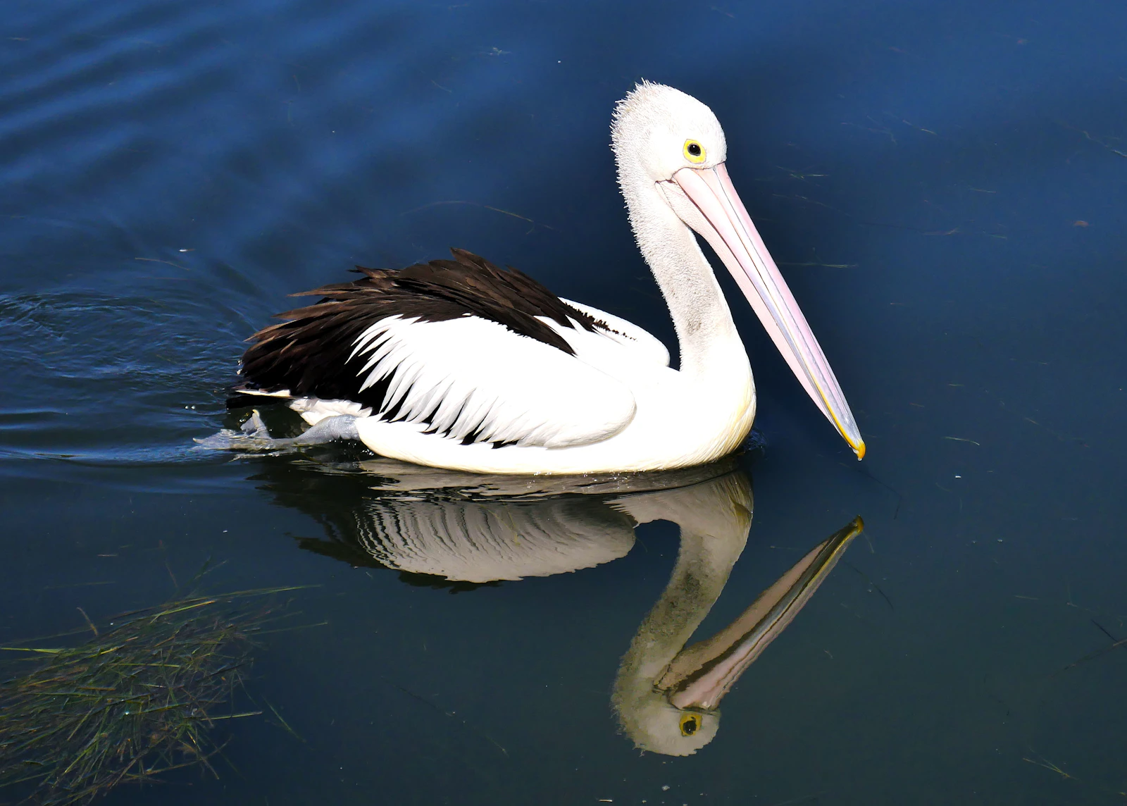 Cairns, Australia photo 24 by Ray Aucott