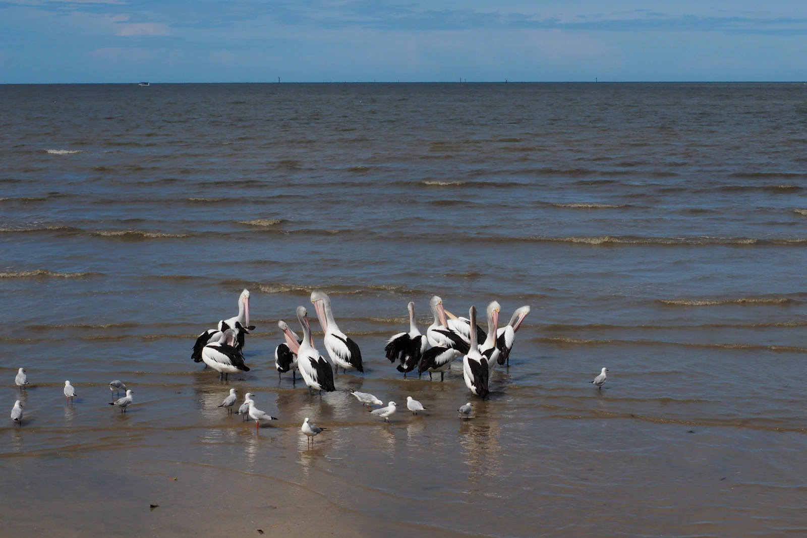 Cairns, Australia photo 26 by Shino Nakamura