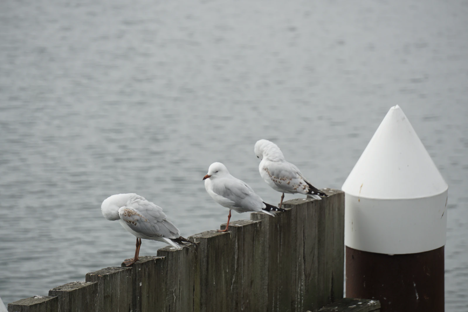 Hobart, Australia photo 20 by Tin Yi