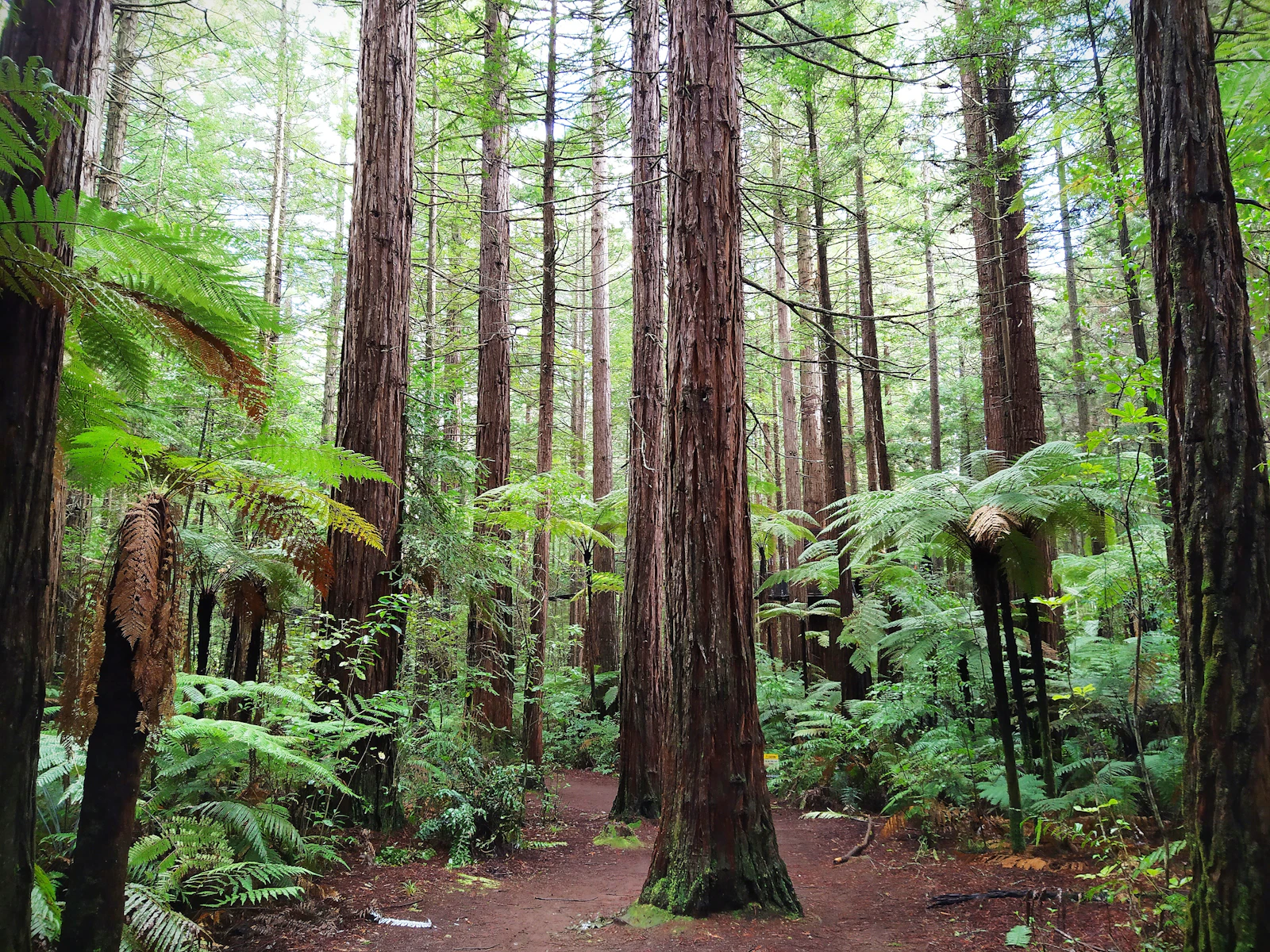 Rotorua, New Zealand photo 9 by Daniel Hopper