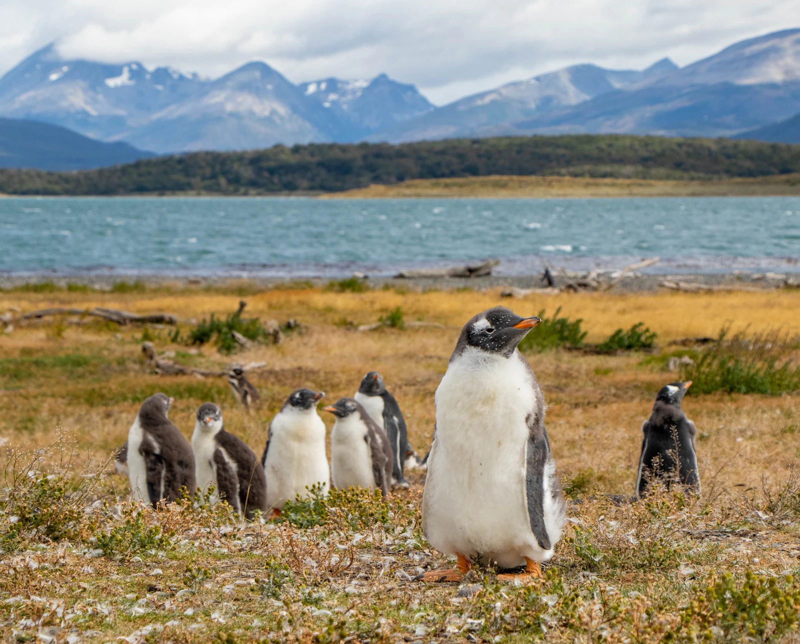 Ushuaia, Argentina photo 6 by Agus Buscaglia