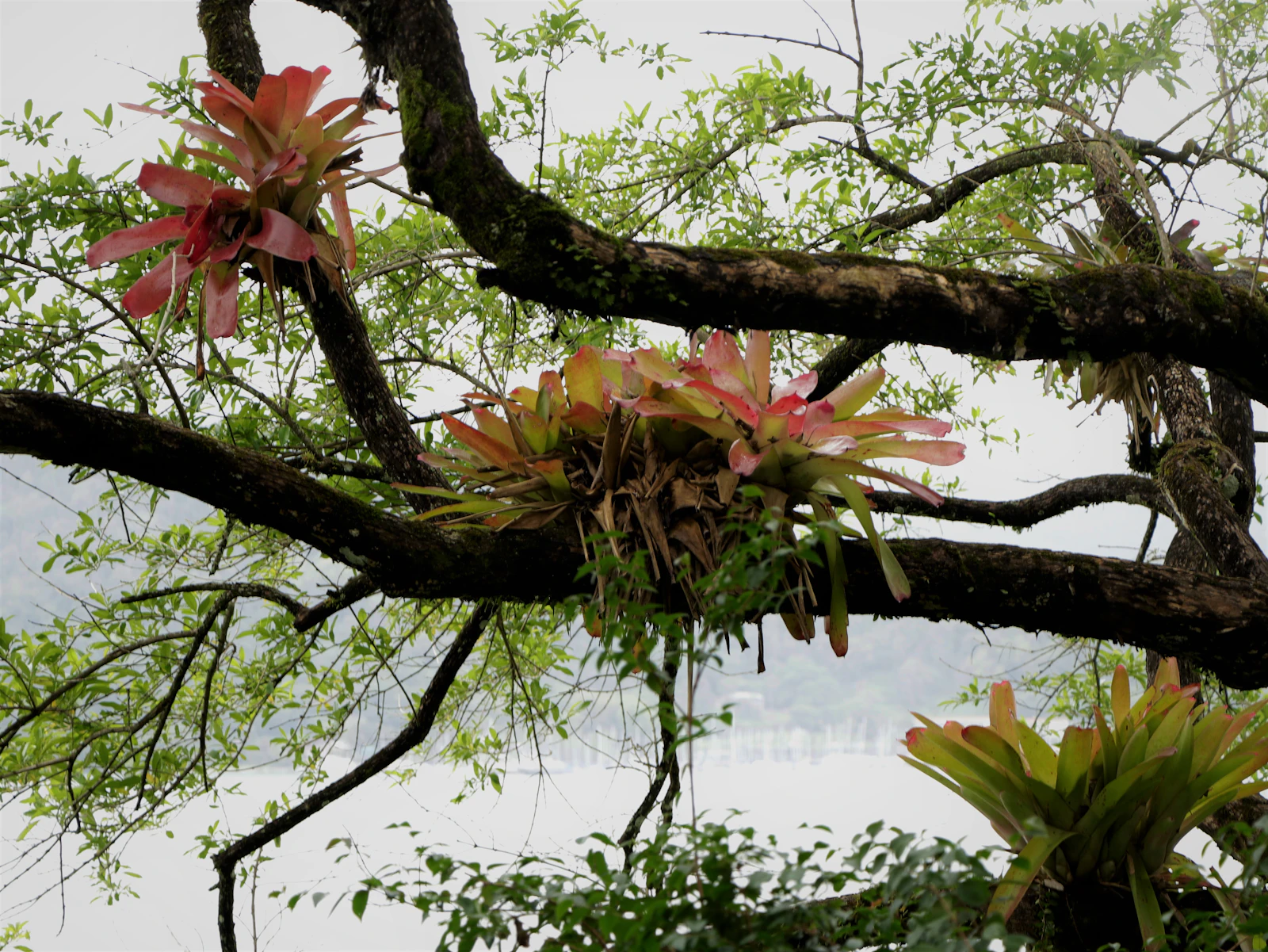 Paraty, Brazil photo 21 by Luiza Braun
