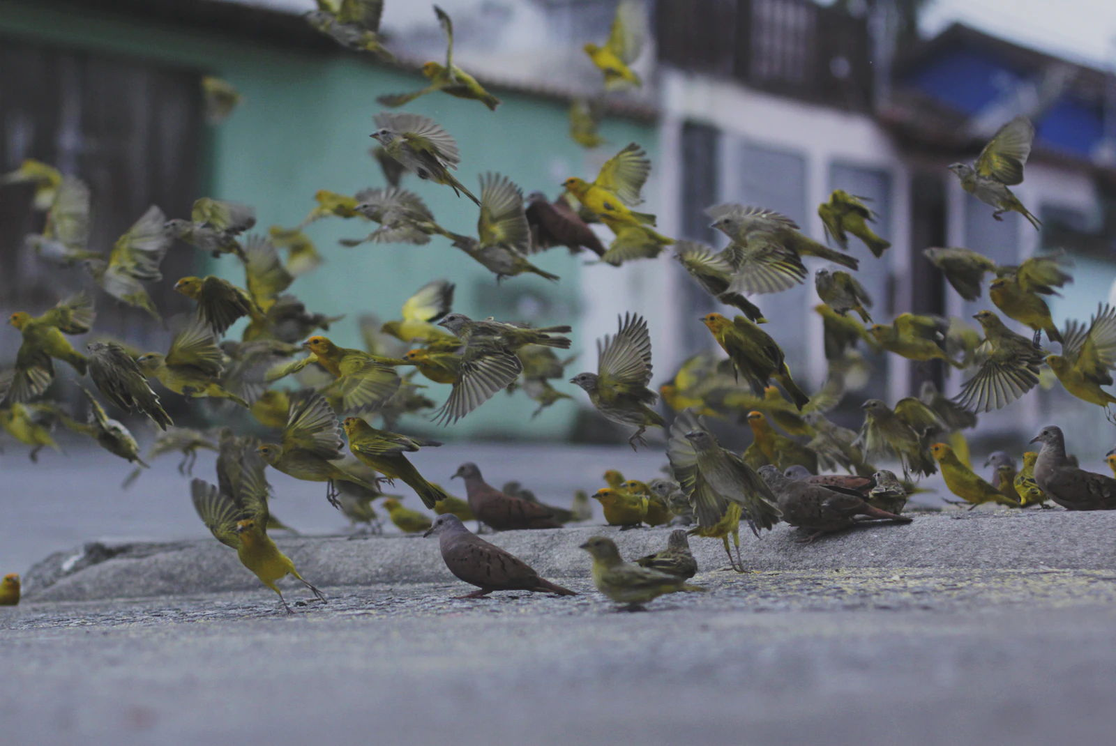 Paraty, Brazil photo 22 by Ariana Prestes