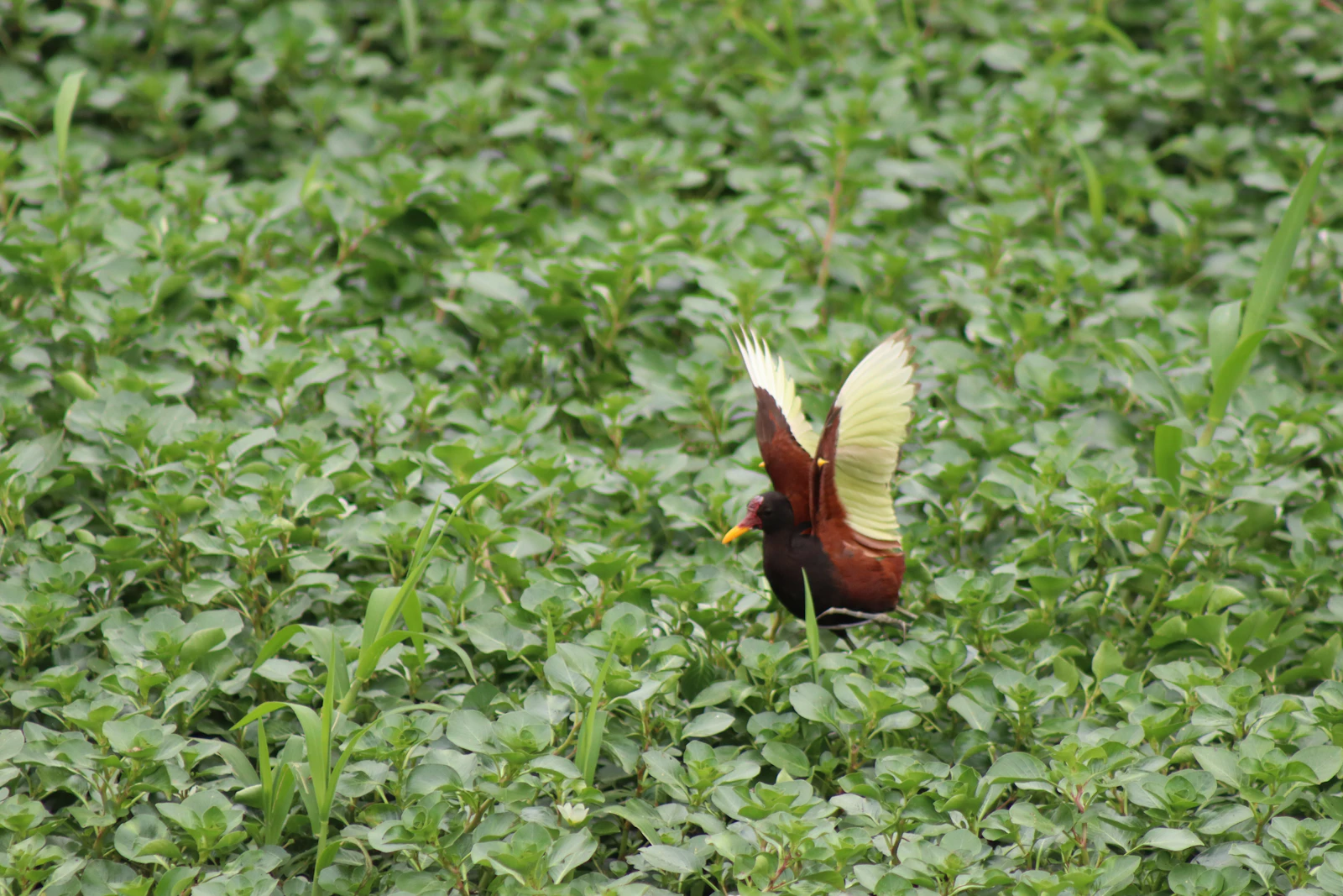 Guayaquil, Ecuador photo 21 by Emmanuel Appiah