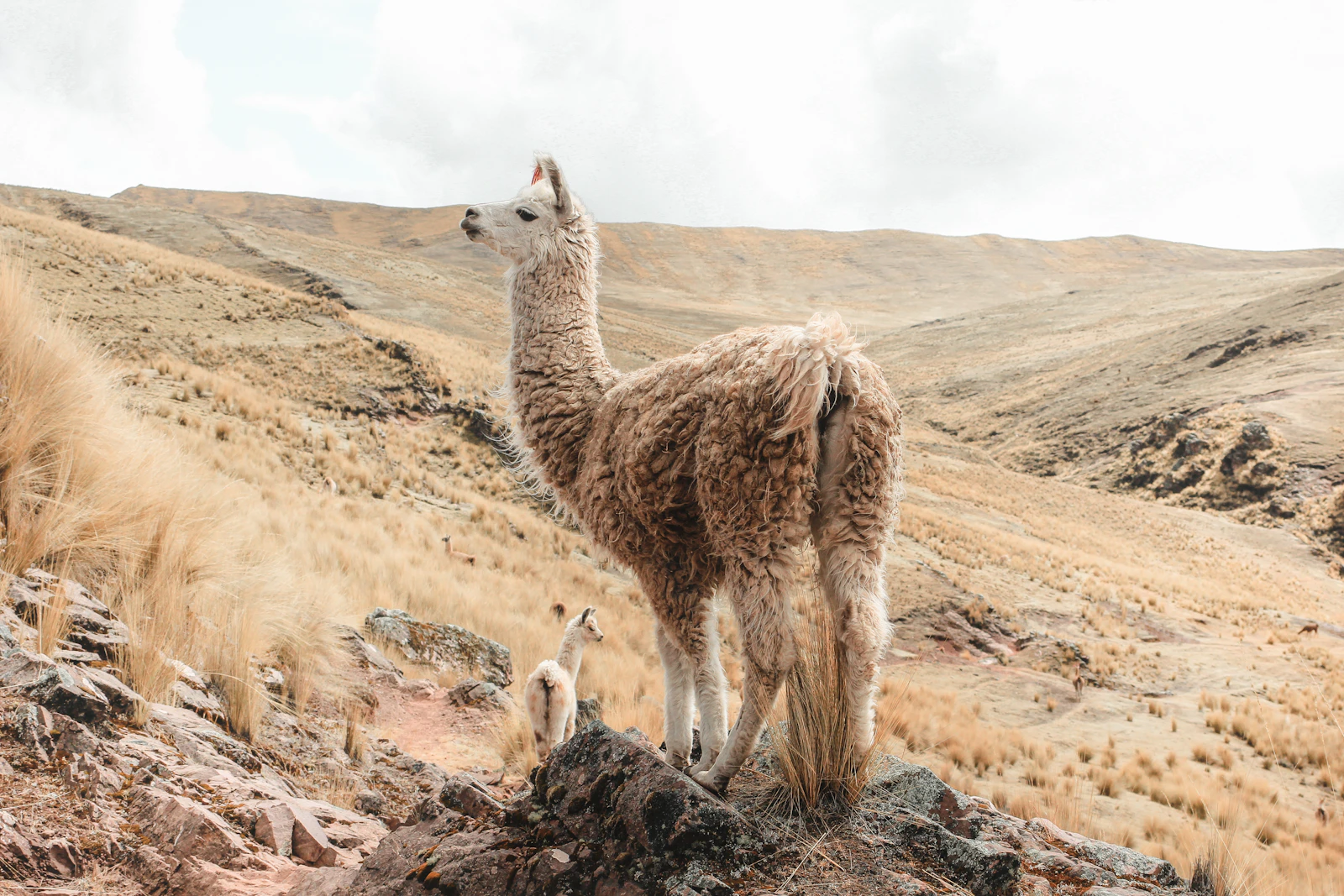 Cusco, Peru photo 25 by Andy Salazar